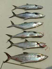 Mackeral Kingfish II